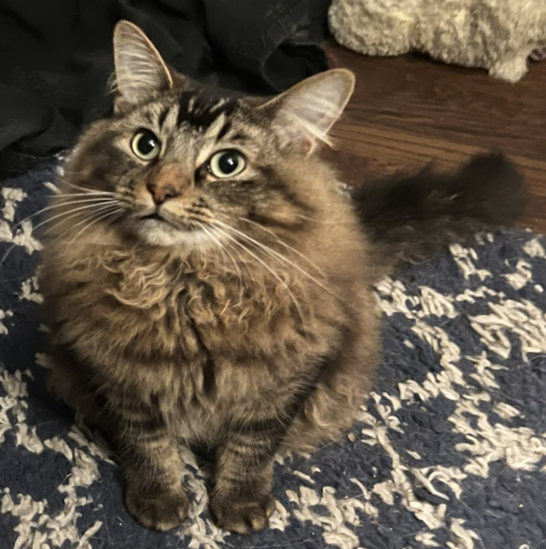 Basil, a brown tabby cat, looking up at the camera